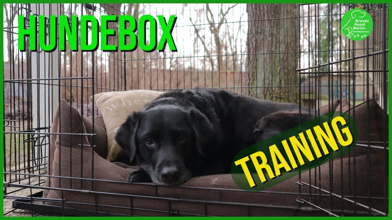 Hundebox - Training, So geht´s richtig.