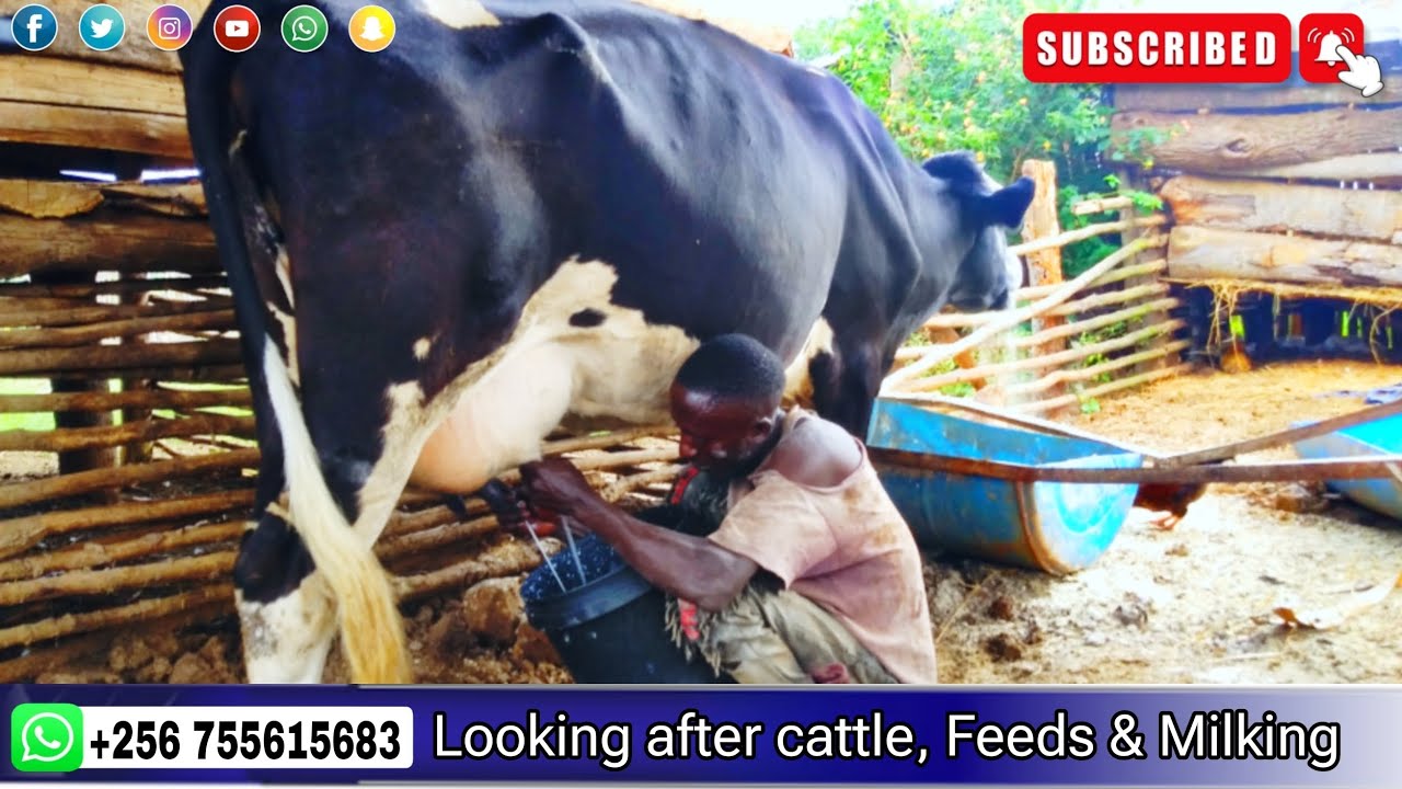 YIGA OKULABIRIRA ENTE ZA'MATA (FEEDING DAIRY COWS) @BiyinzikaAgro