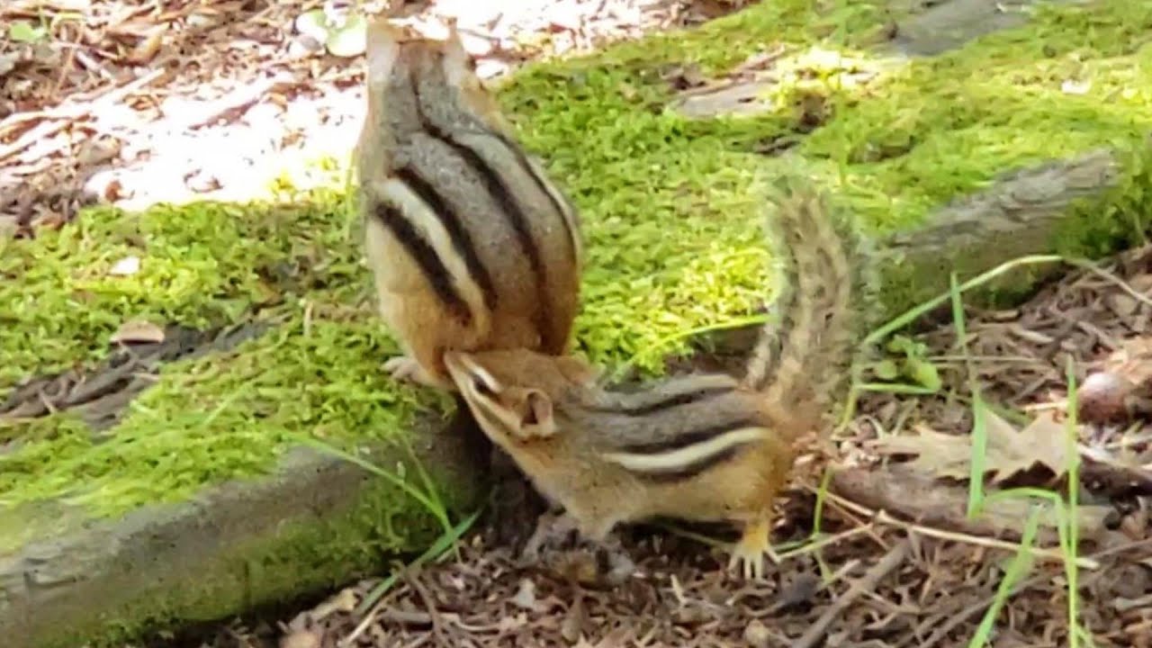 엄마 다람쥐는 아기 다람쥐를 어떻게 교육 시킬까요? How The Mother Chipmunk Joony Teaches Her Baby