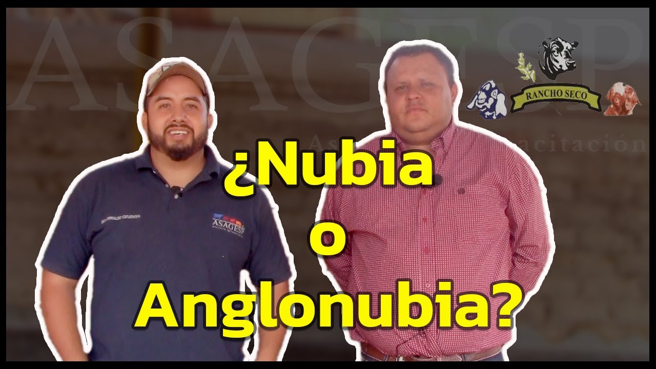 Raza Caprina Anglonubiana