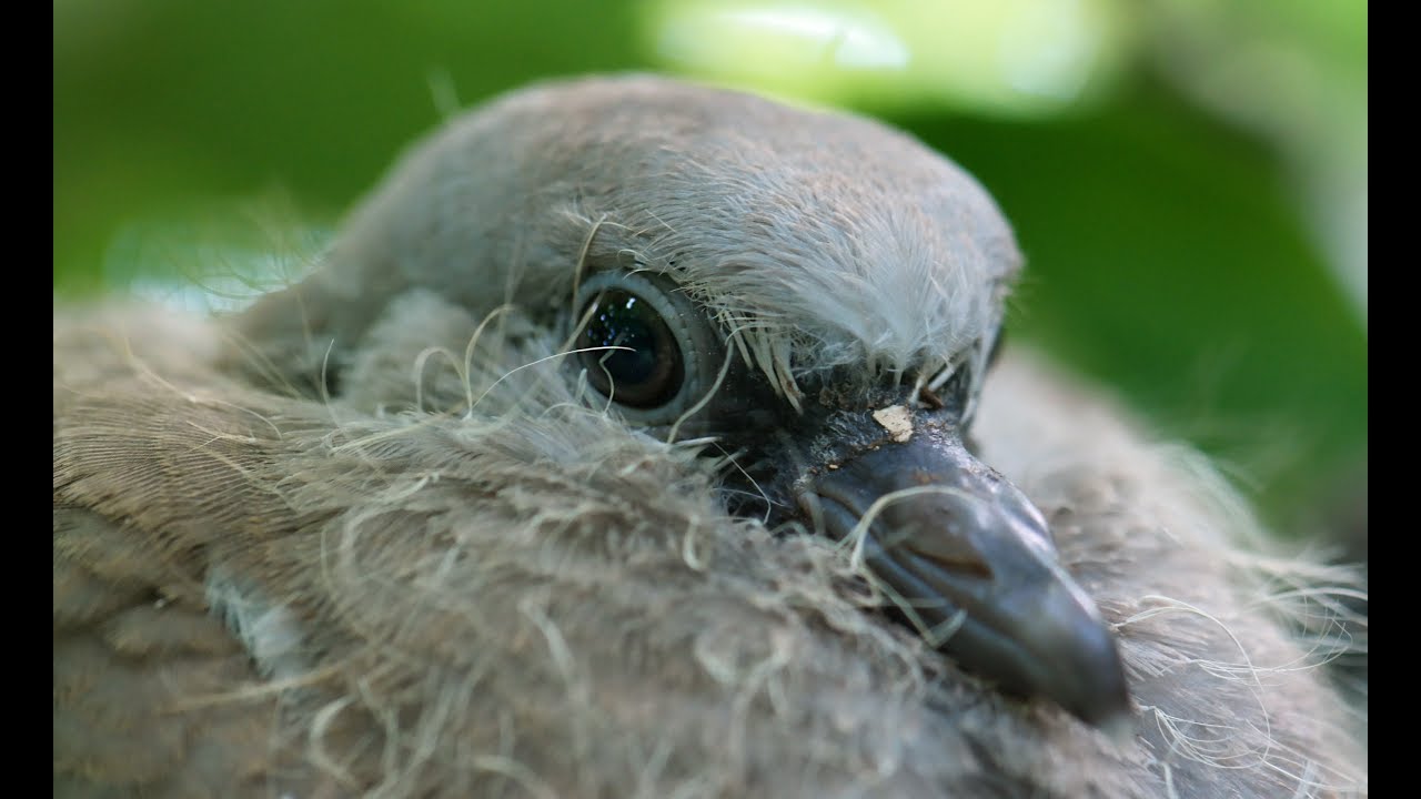Bébé Tourterelle