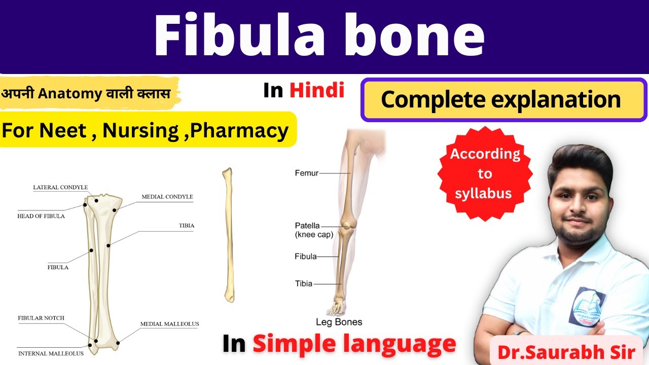 Anatomy of Fibula | parts | side determination| functions | BSc Nursing, GNM, NEET Students