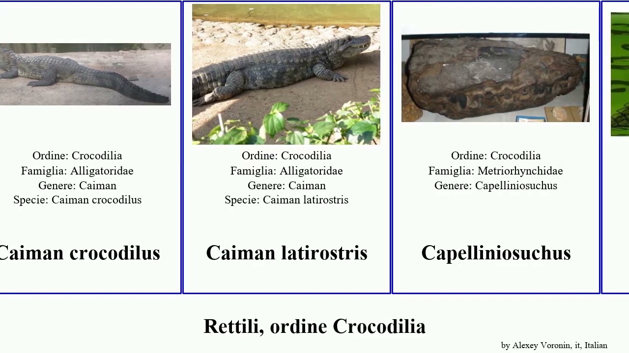 Rettili, ordine Crocodilia alligator niger sinensis gracilis reptilia arduini mississippiensis