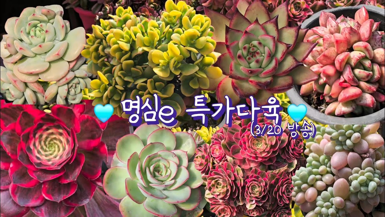 명심e 특가다육♡(3/20.금)