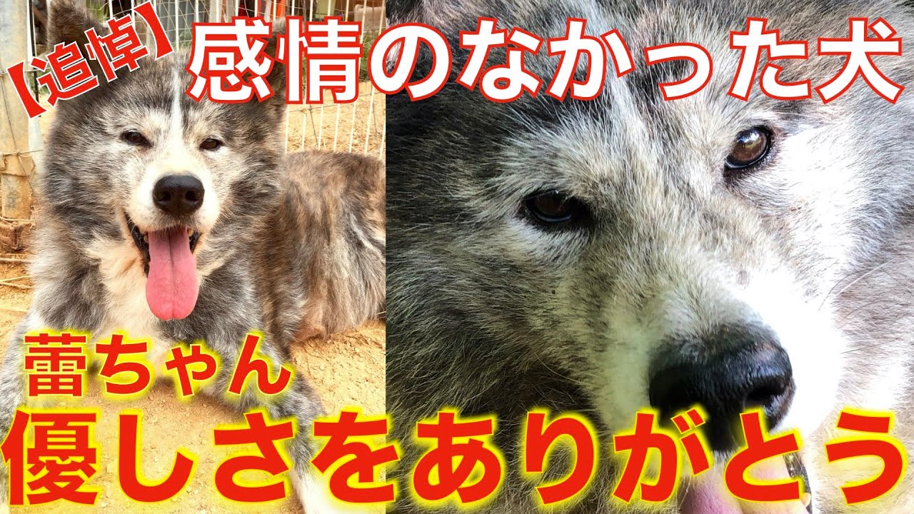 【感情表出がなかった秋田犬/虹の橋を渡る】元繁殖犬蕾ちゃんのドキュメンタリー最終編