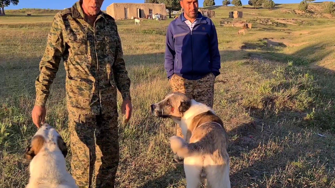 в поисках чабанов горный Нохур!