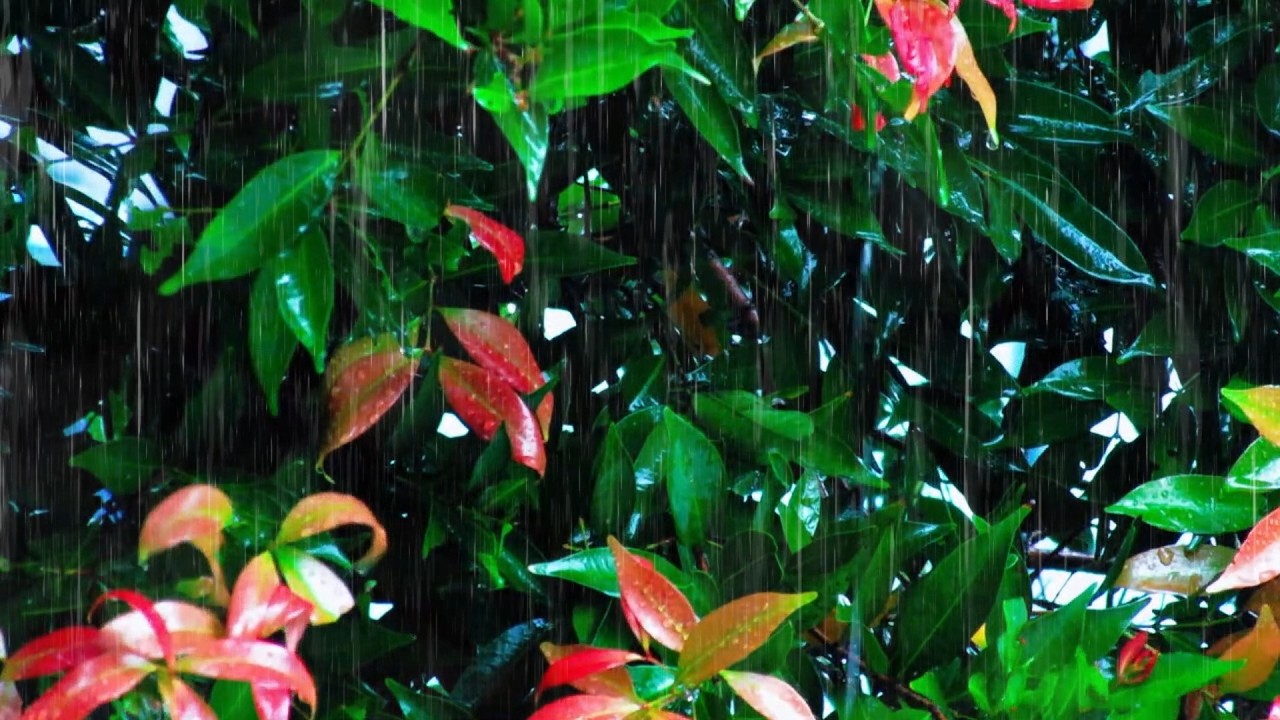 Rain Sounds for Sleep | Gentle Rain Ambience to Relax the Mind and Fall Asleep Faster
