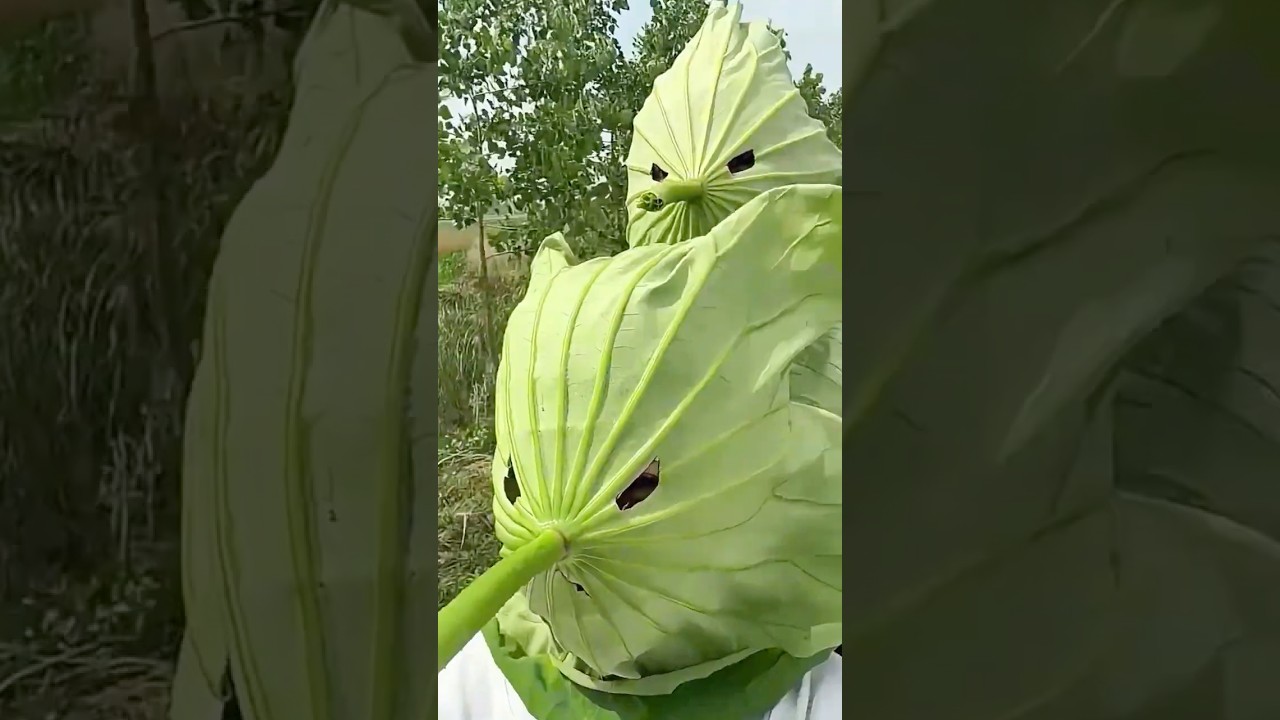 Вот Почему КИТАЙЦЫ Делают Себе МАСКИ из Лотоса #шортс