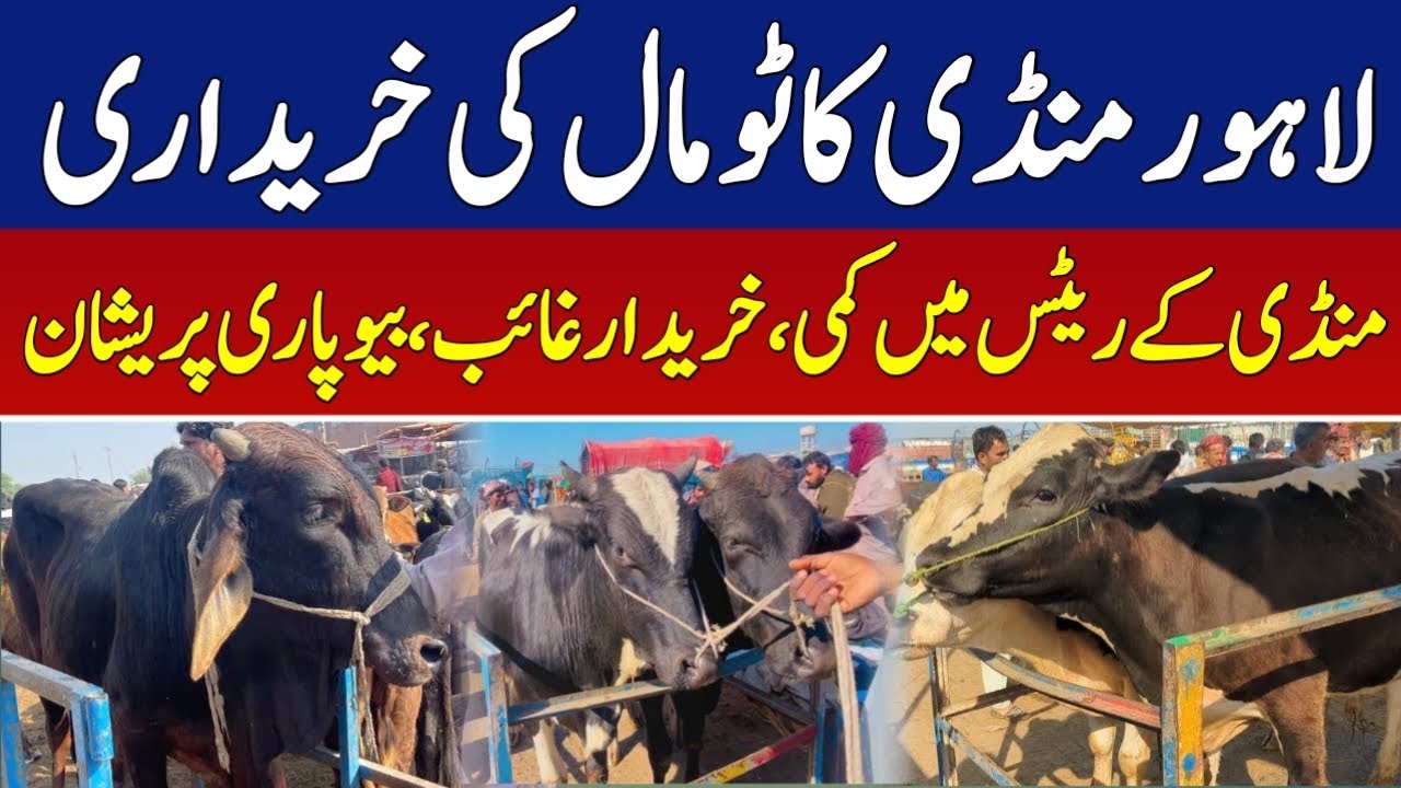 Latest Lahore Shahpur Kanjra Cow Mandi Updates ❤️&zwj;🔥| Qurbani 2026 💥|  Universal Topics