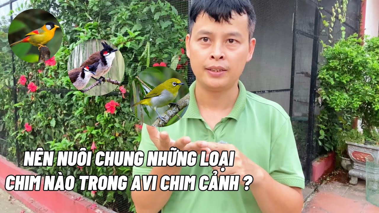 N&ecirc;n nu&ocirc;i chung những loại chim n&agrave;o trong avi chim cảnh?