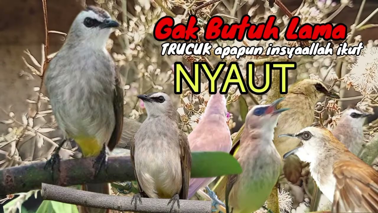 Masteran Ampuh buat pancingan TRUCUK supaya seketika langsung NYAUT