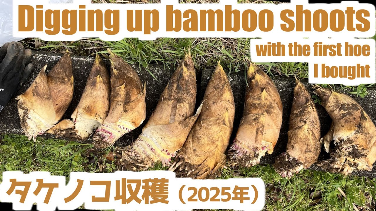 タケノコ収穫(2025)｜Digging up bamboo shoots with the first hoe I bought