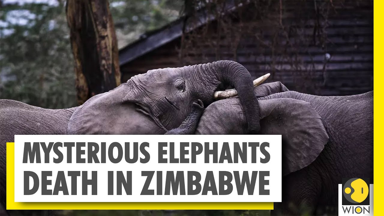 Zimbabwe probes deaths of 12 elephants near Hwange park | WION News