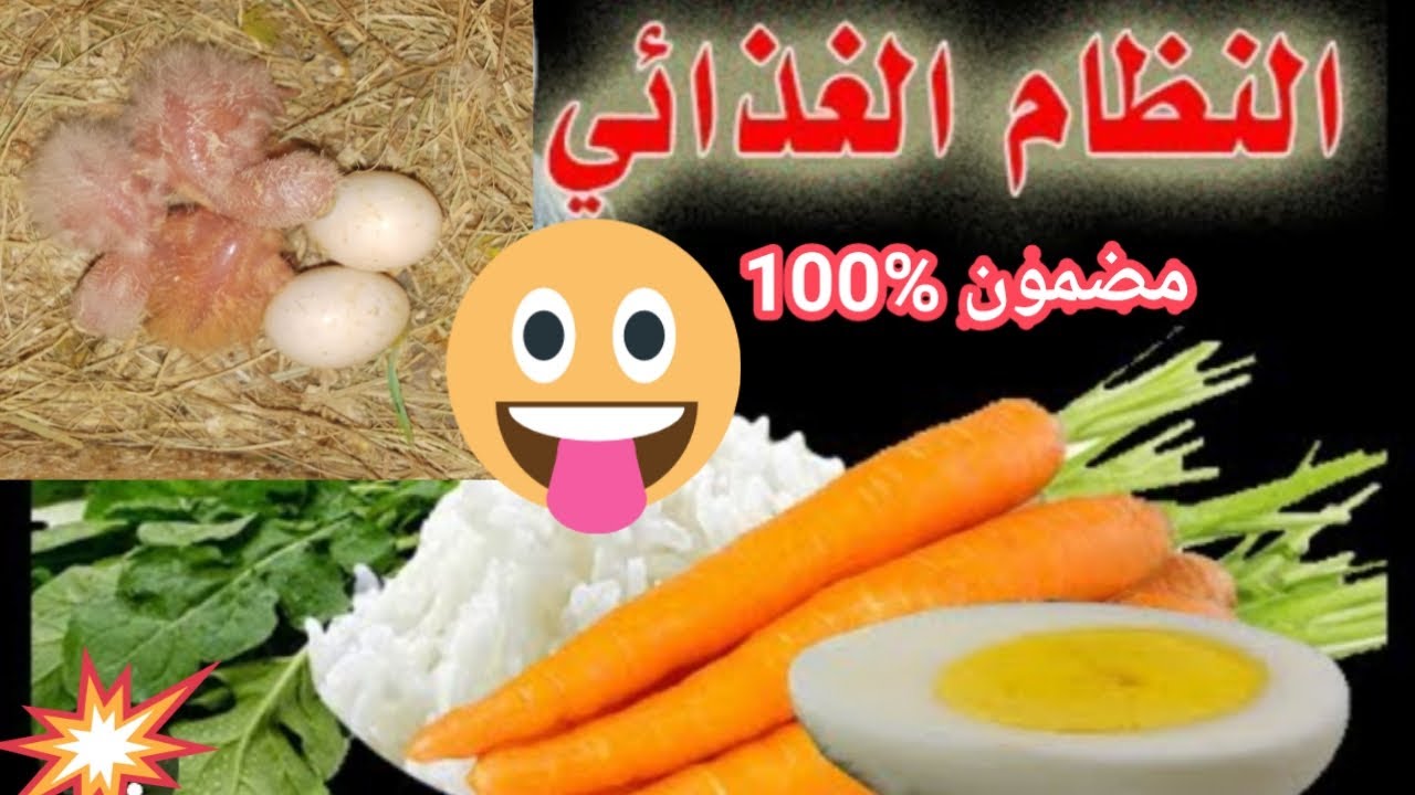 برنامج غذائي رخيص سيجعل طيورك تتزاوج وتبيض بسرعة 🔥