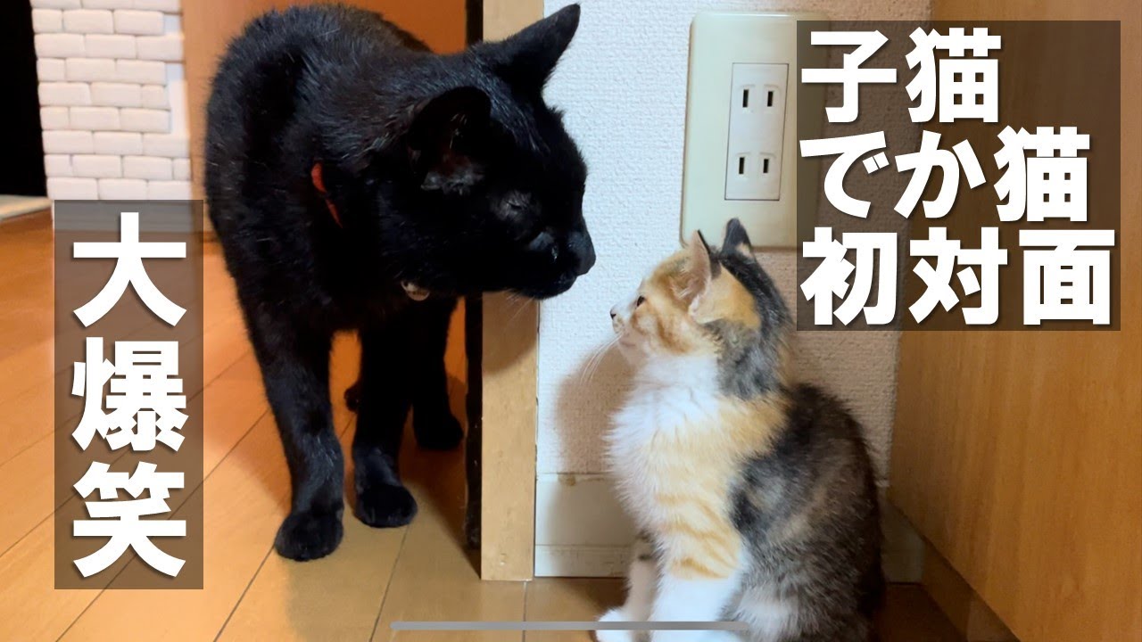 【爆笑】子猫と先住猫sの初対面！面白結果がこちら
