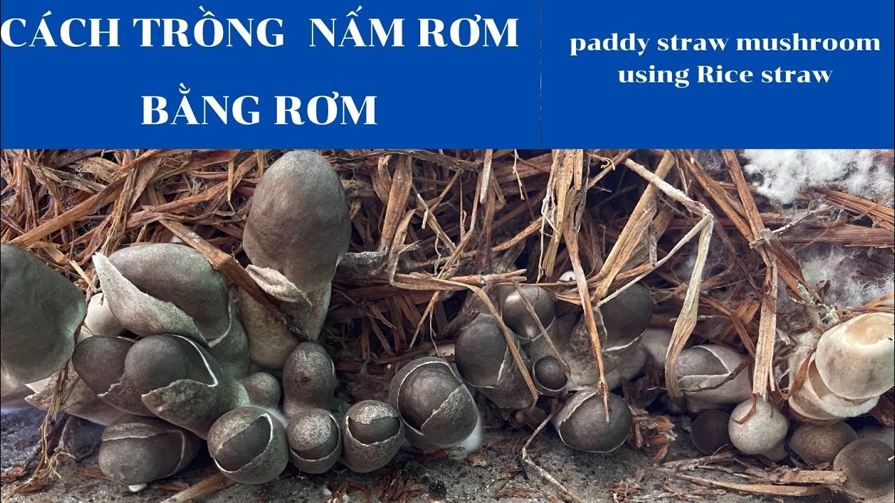 Cách trồng nấm rơm dạng trụ 🍄🍄🍄 bằng rơm #nấmrơm paddy straw mushroom using Rice straw as substrate