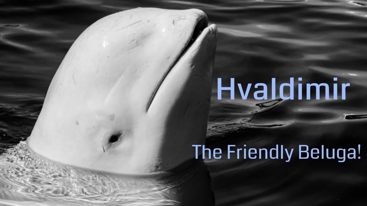 Hvaldimir the friendly Beluga whale in Norway -  How did he come to Hammerfest?