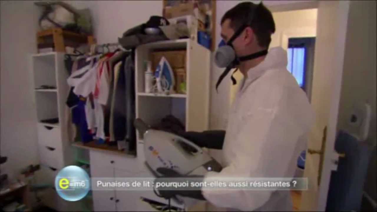 Traitement punaise de lit  et puces de lit