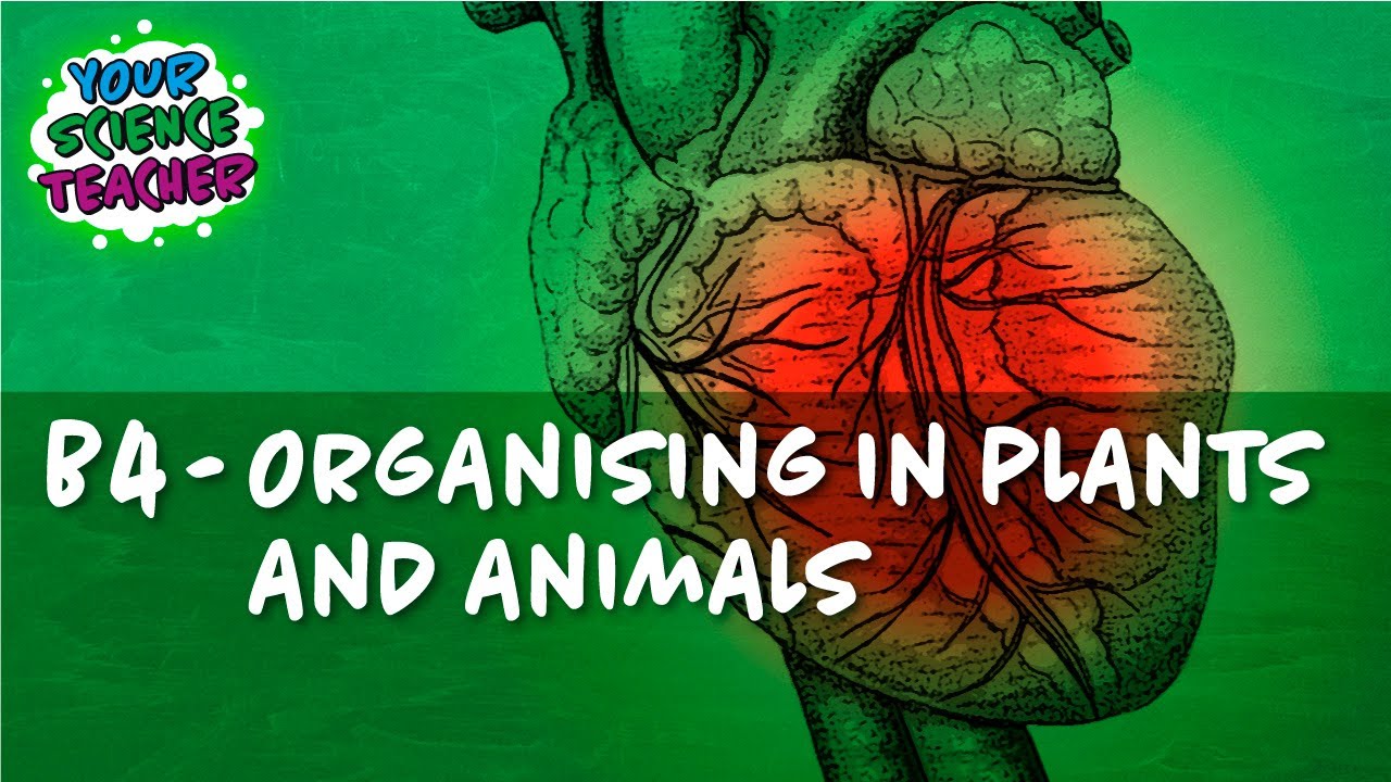 B4 - WHOLE TOPIC GCSE ORGANISATION IN PLANTS AND ANIMALS