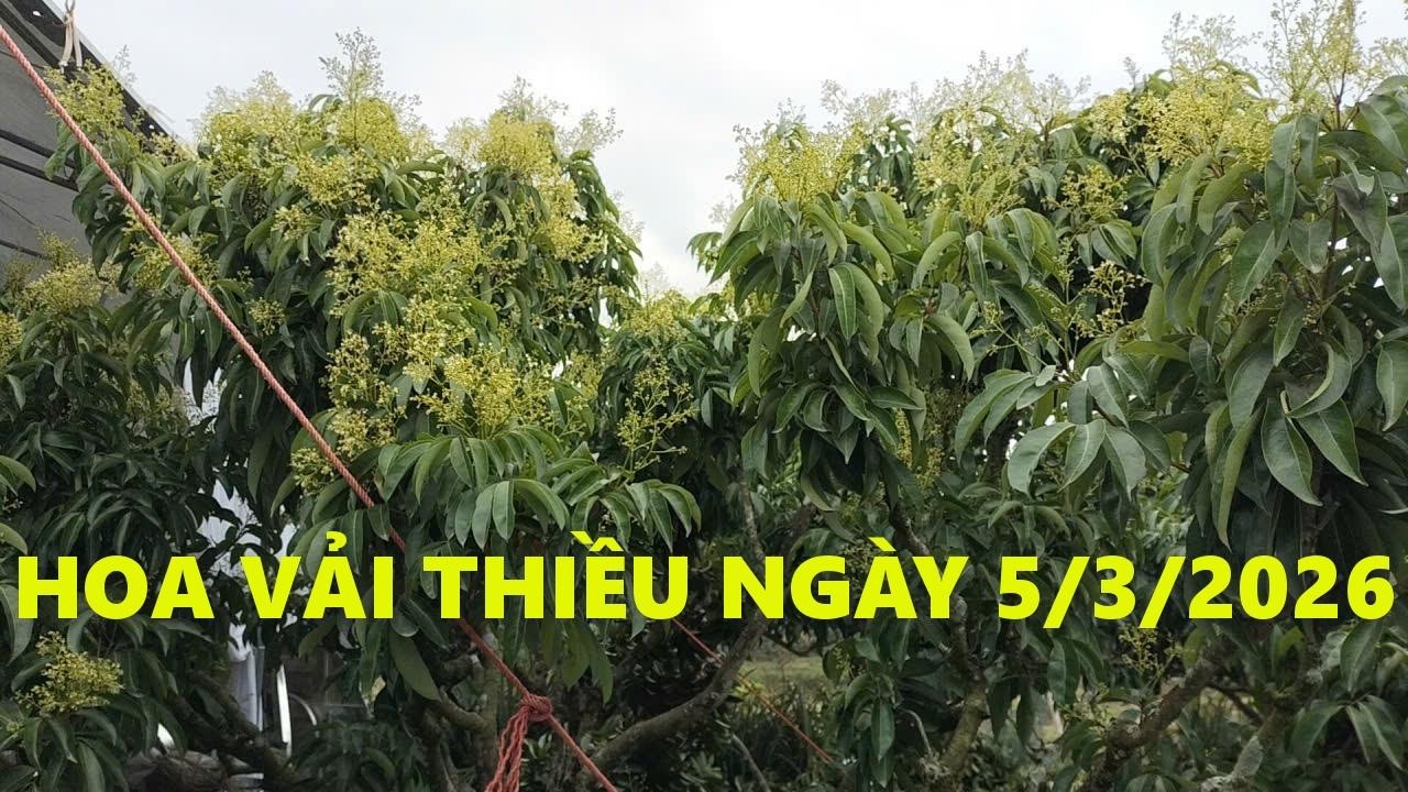 Năm 2026 Vải Thiều vùng cao được mùa.