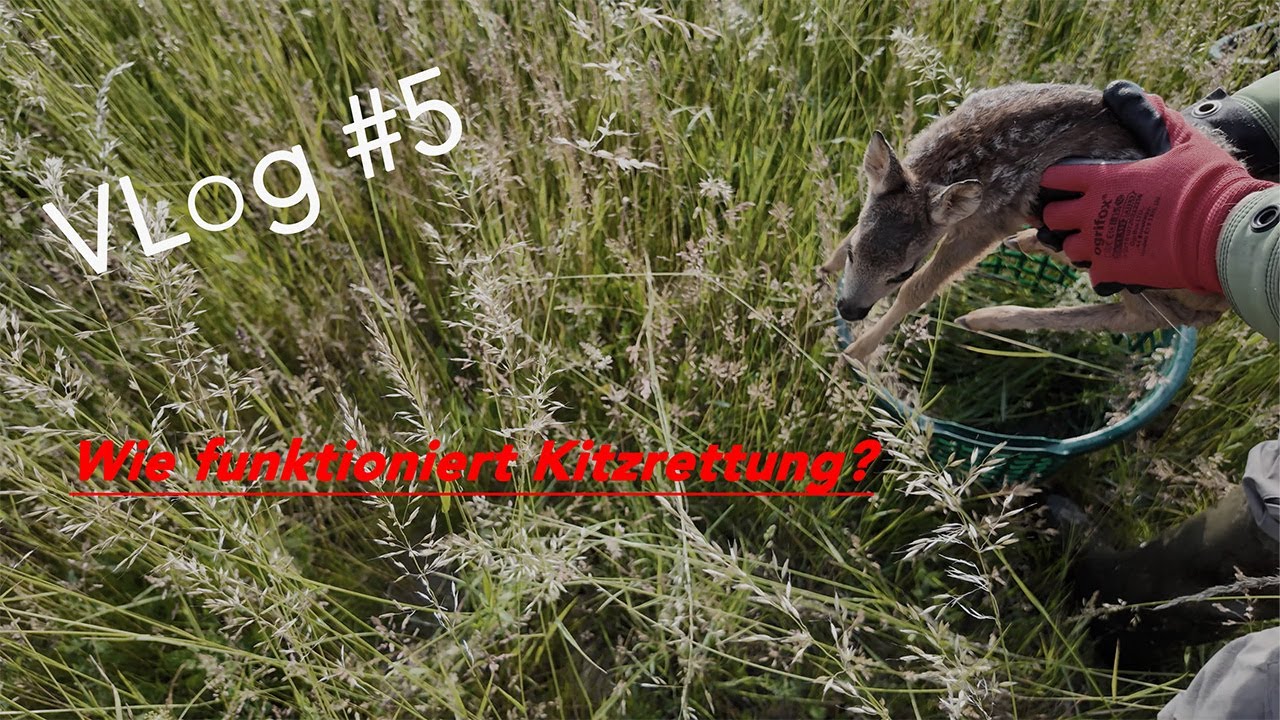 VLog #5 I Kitzrettung in Magdeburg