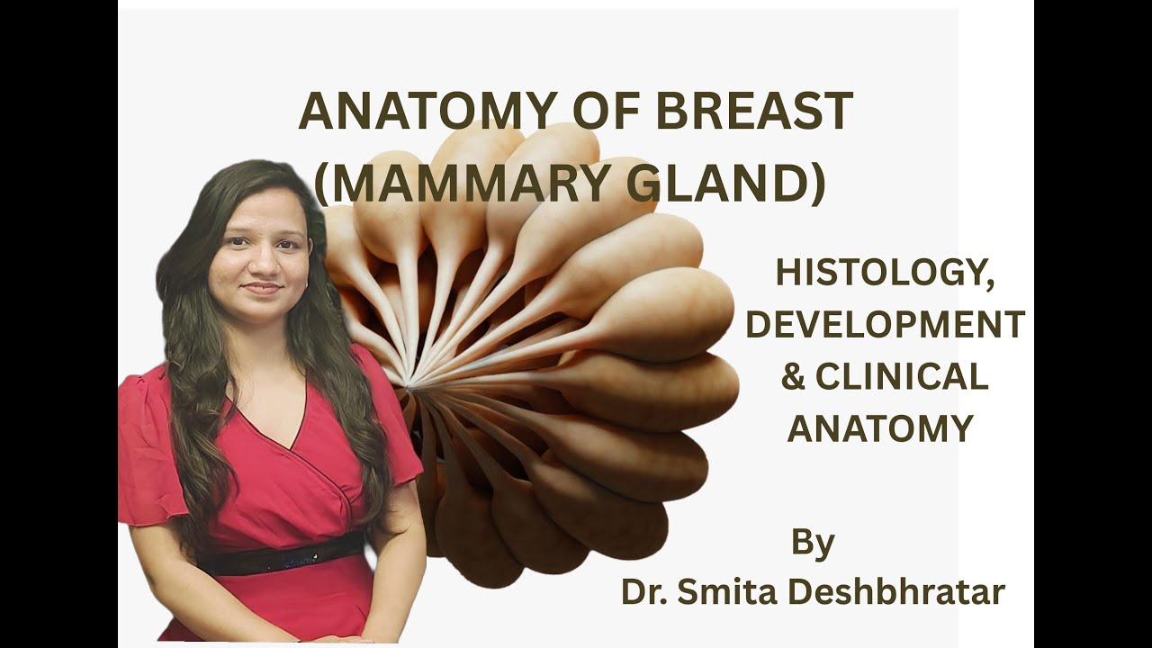 ANATOMY OF BREAST (PART 3) - HISTOLOGY, DEVELOPMENT & CLINICAL ANATOMY