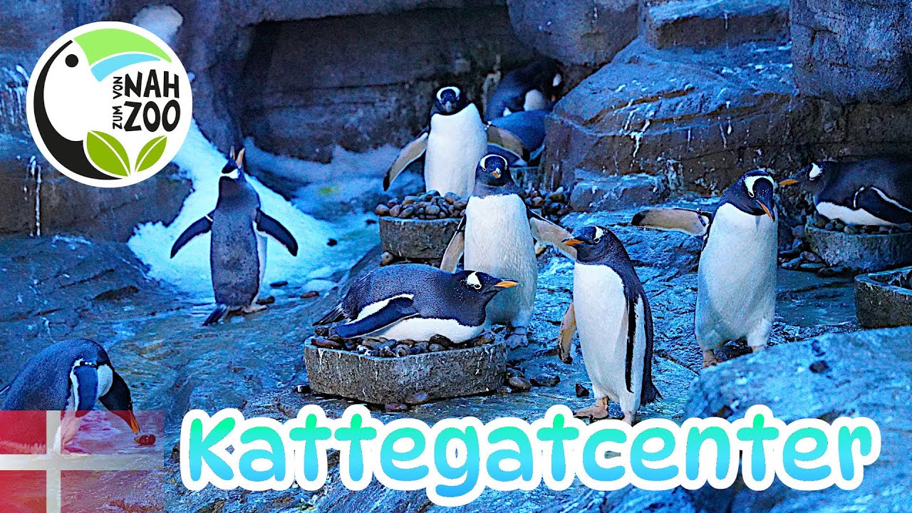 Kattegatcenter Grenaa - Das beste Aquarium in Dänemark? - Von Nah zum Zoo 4k