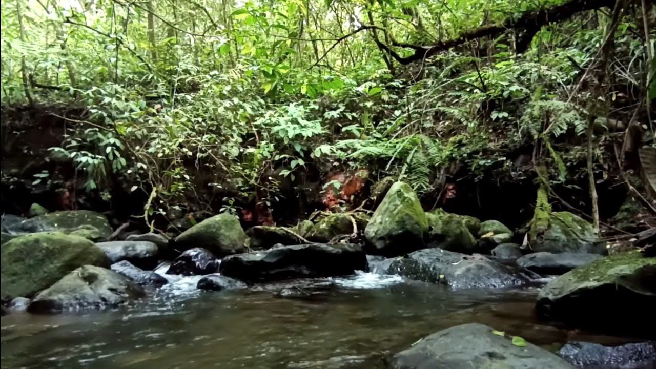 Hidden Tropical Forest River – Natural Water Flow & Soft Birds for Clear Mind