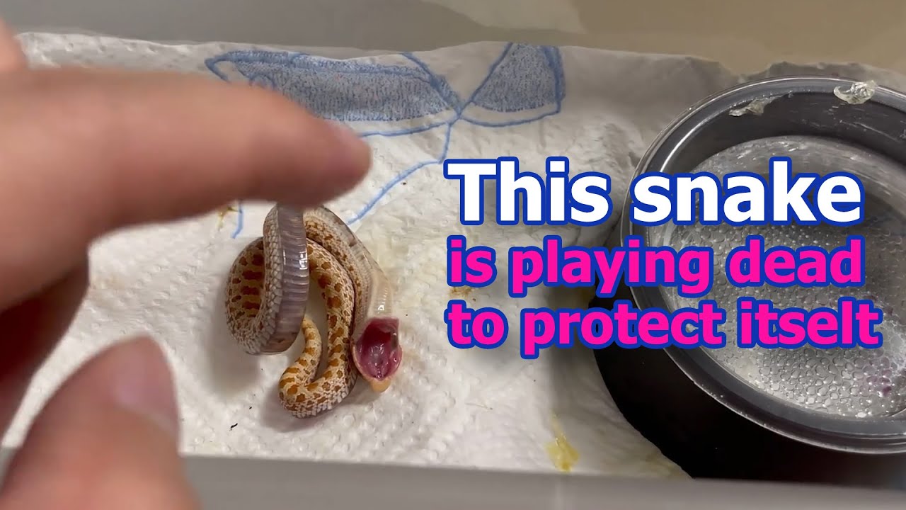 Hognose snake plays dead