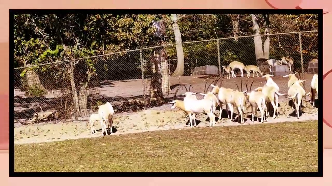 Six Flags Great Adventure Safari Part2
