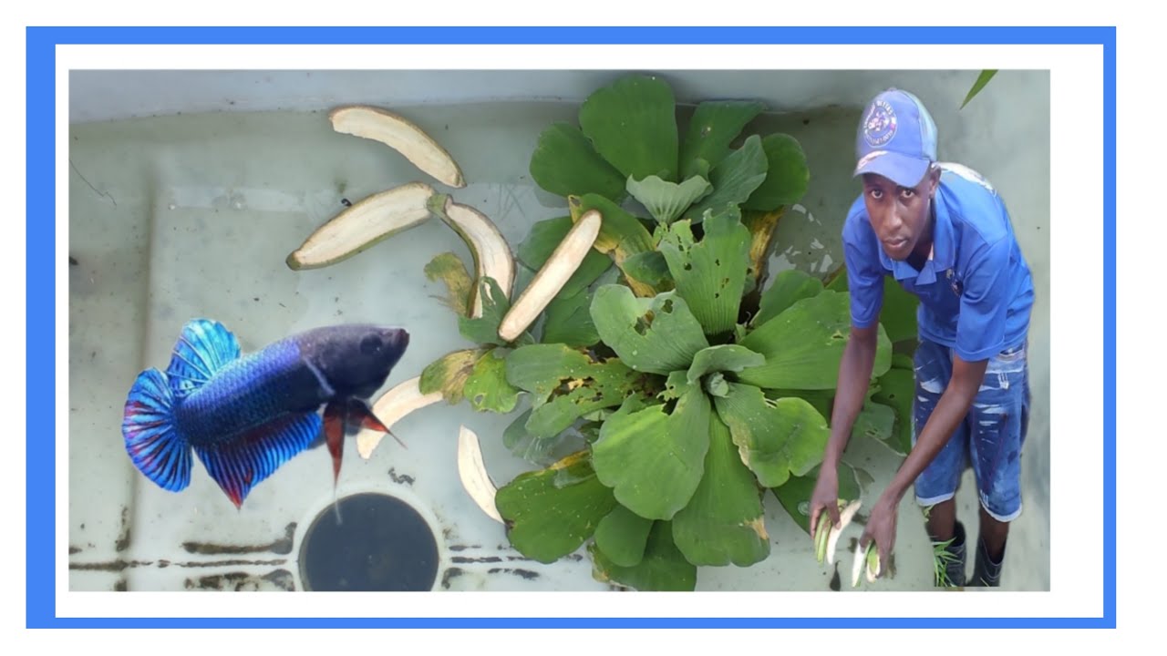 Cómo criar cria de Bettas recién nacida con cáscara de plátano o hacer infusorios 
