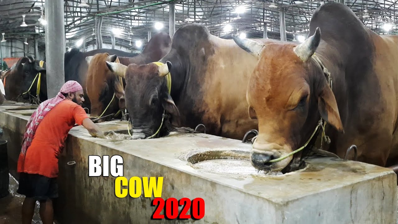 Biggest Cow Farm in Bangladesh 2020 | AL Madina Cattle Farm 2020 | Big big cow 2020
