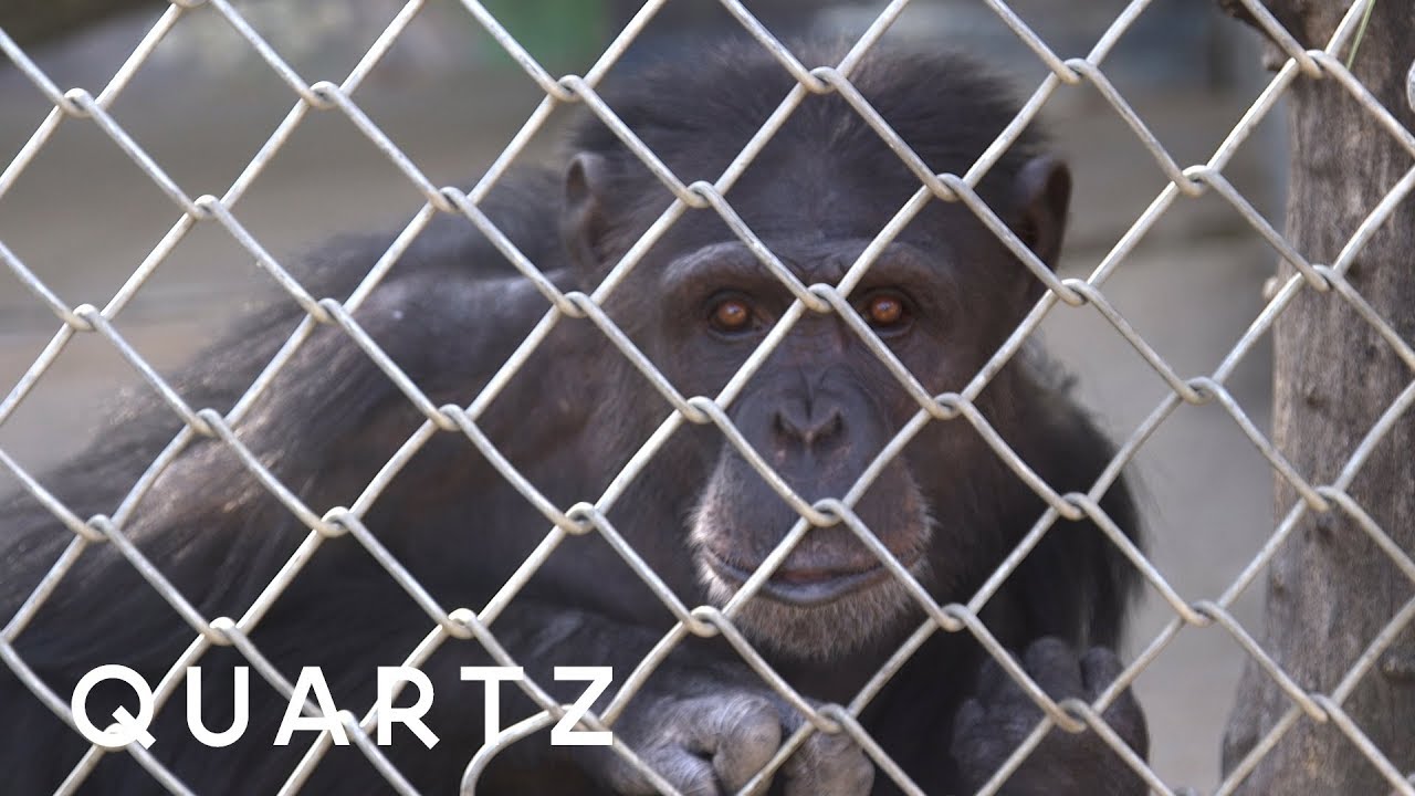 Exotic animals survive California's wildfires
