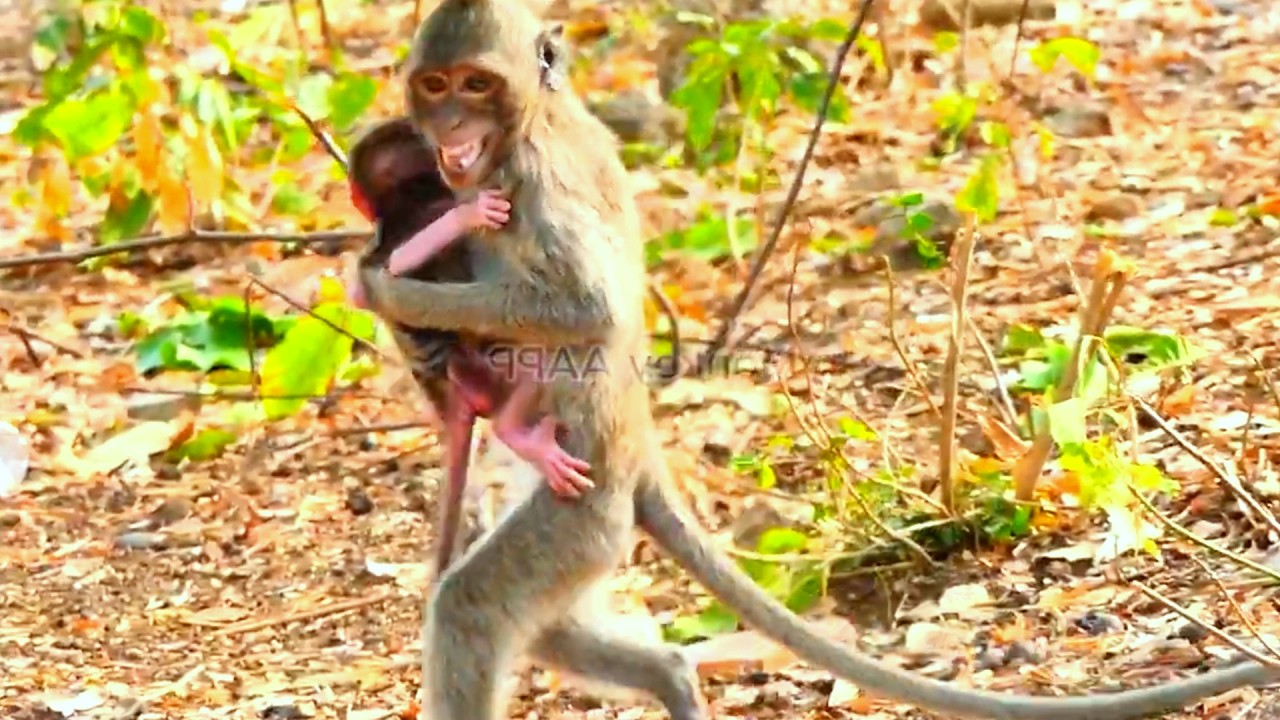 Copy of live: Little CHARA Quietly Watches as Her Sister Walks Away from Mom 🐒💛
