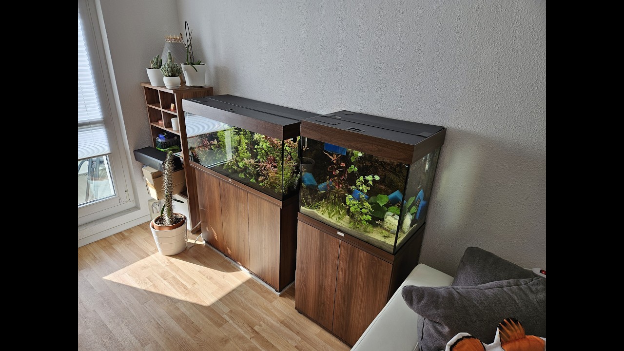 2 Stunden #aquaristiktalk 😄 | #wasserwechsel & #gelaber 🐟 #aquarium #aquaristik #aquariumlife