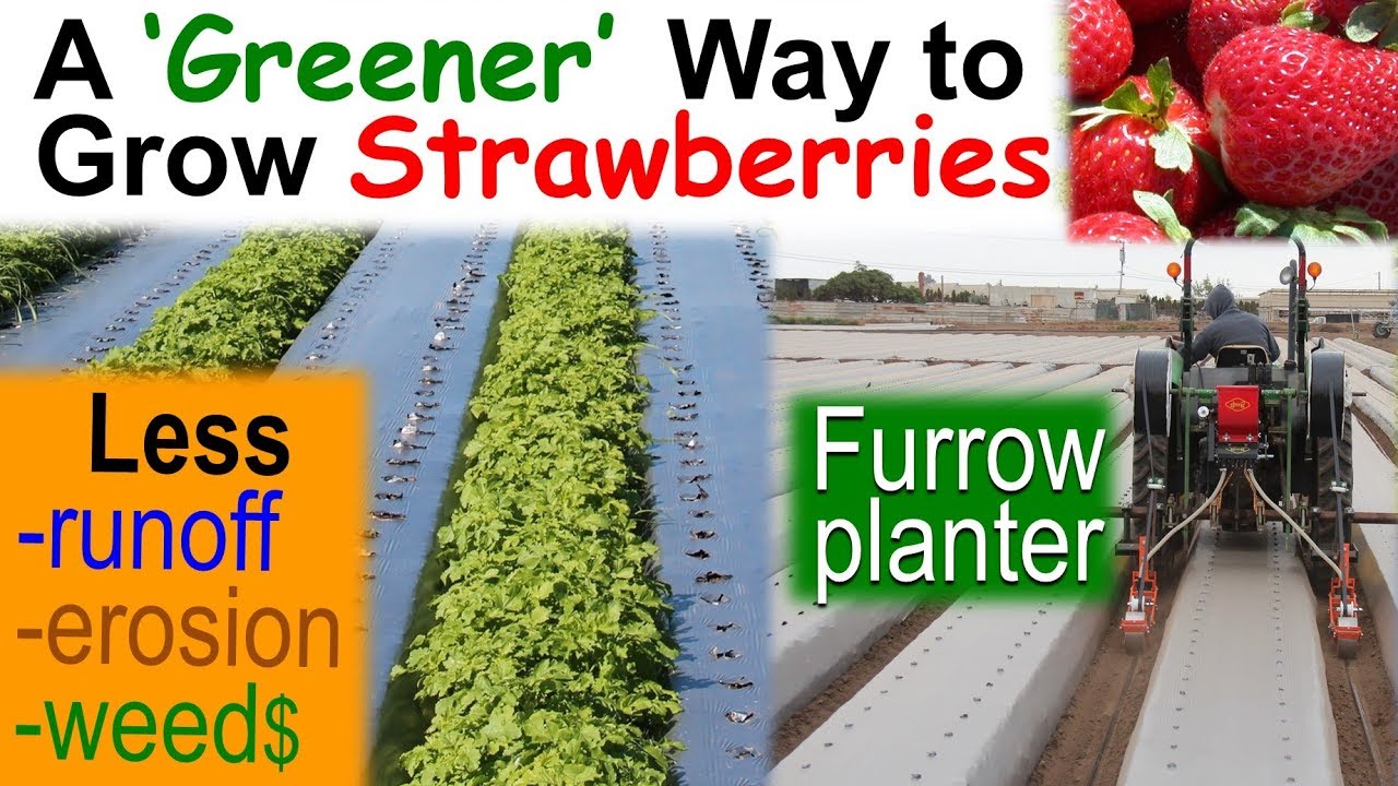 Furrow Cover Crops for 'Greener' Strawberries & other Plastic Mulched Crops