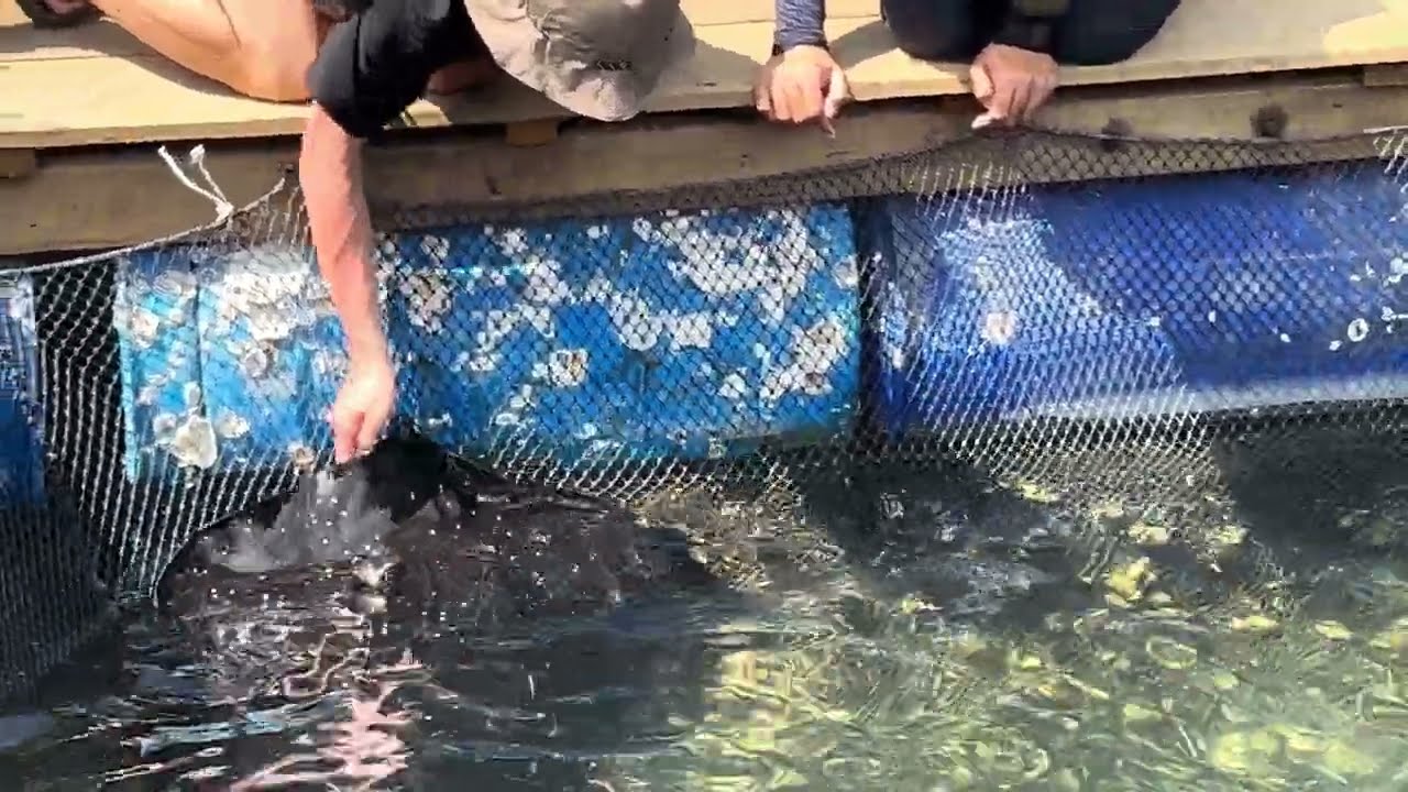 Stingray feeding in Langkawi, Kilim Geoforest tour.  