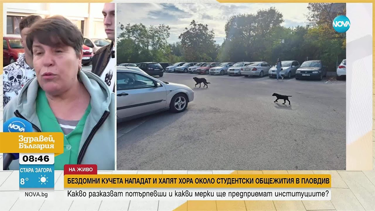 Бездомни кучета нападат пешеходци в Пловдив