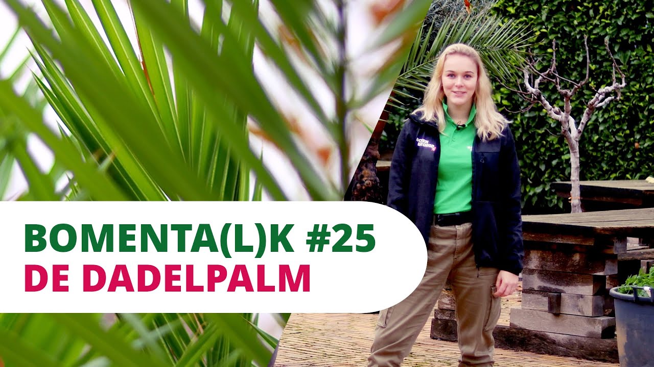 BOMENTA(L)K #25 | De Dadelpalm