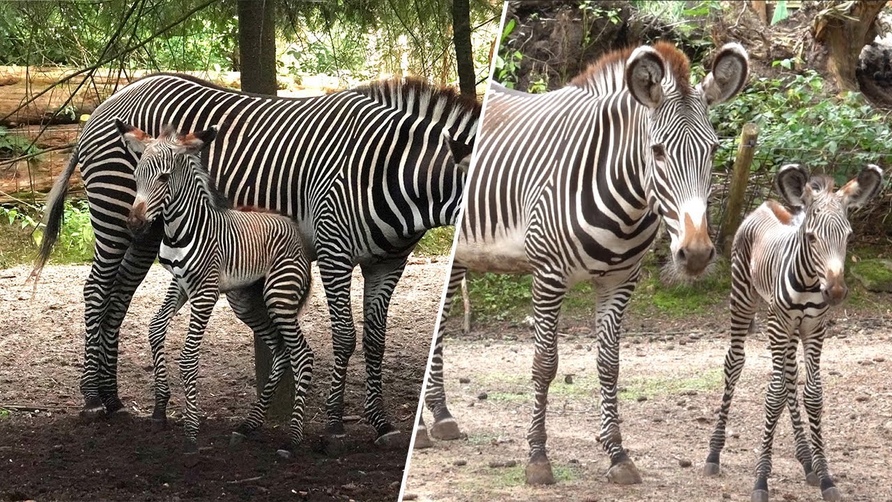 Zeldzaam zebraveulen geboren in DierenPark Amersfoort
