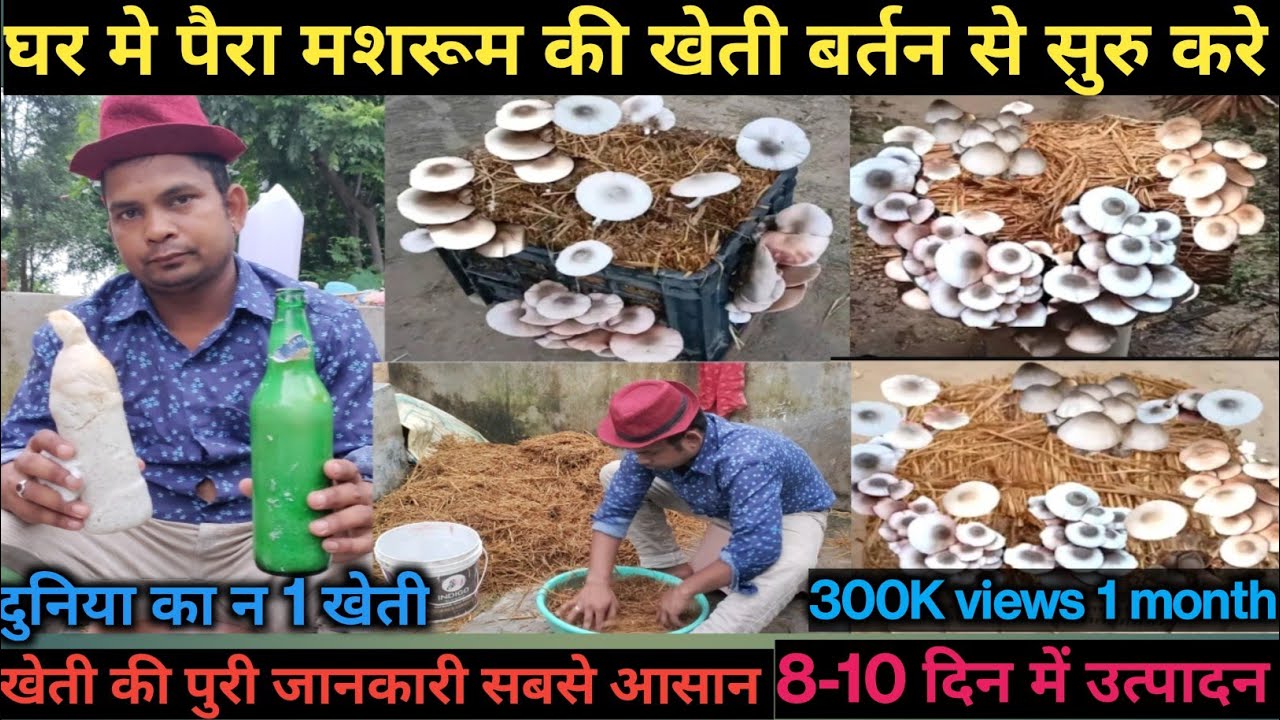 पैरा मशरूम 🍄 उत्पादन करने का तरीका | paddy mushroom ki kheti | paira mushroom ki kheti kaise kare