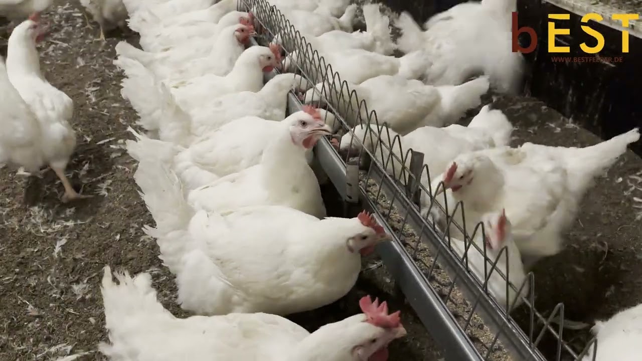 Trough for flat chain feeding system from Best Feeder.                 ✍️Contact: info@bestfeeder.eu