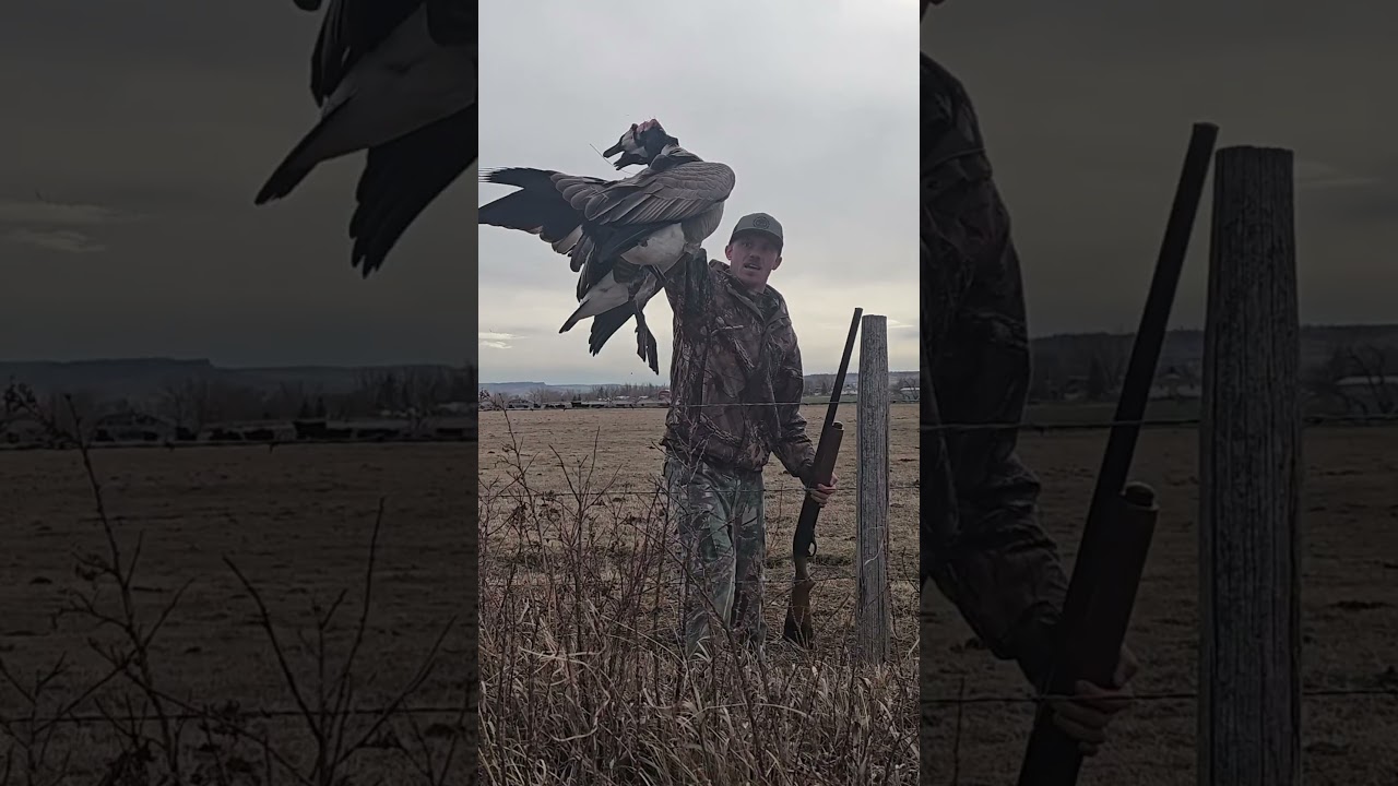 Eastern Montana Goose Hunt - Full Vid Tomorrow at 8am 