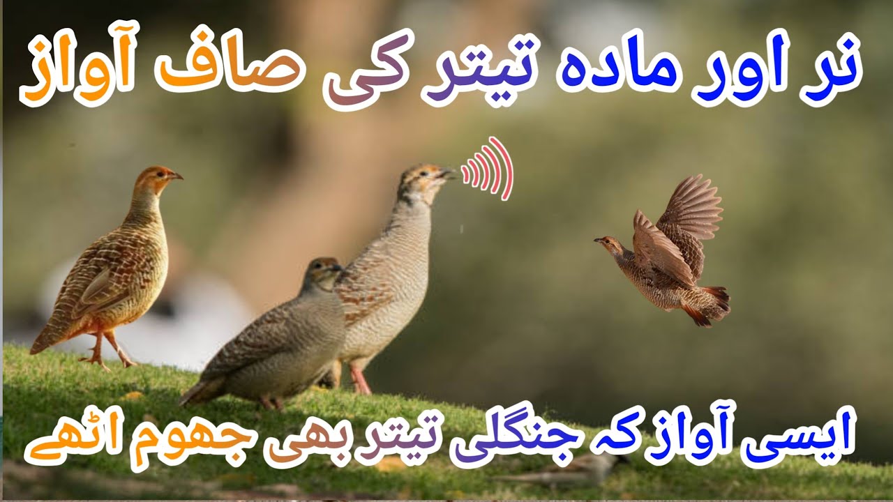 Grey Teetar ki Awaz | Teetar ko Bulaany Wali Awaz | Female Teetar Voice | Gora Teetar sound awaz