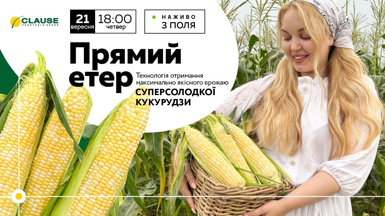 Технологія отримання максимально якісного врожаю суперсолодкої кукурудзи