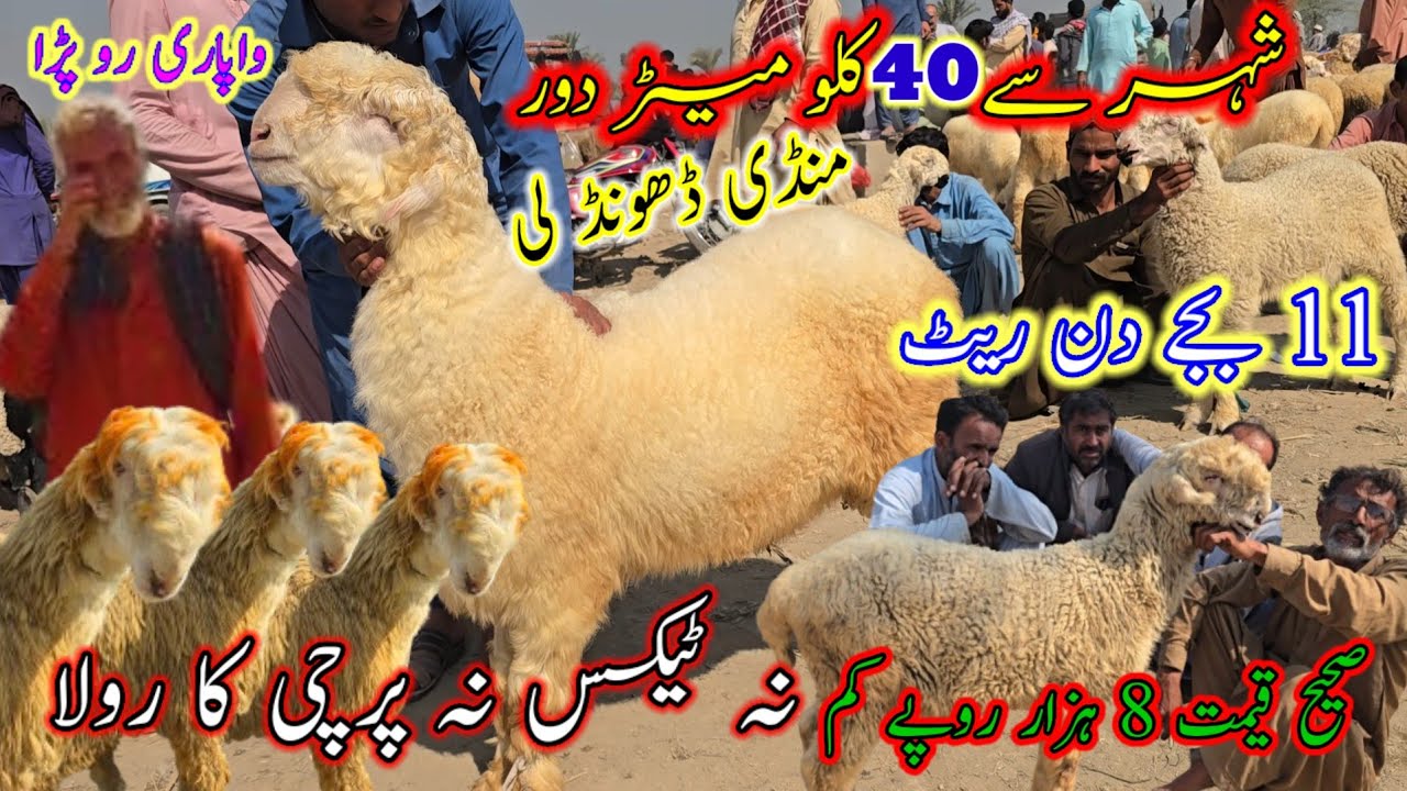 February 15, 2026 super sultan mundra mandi pakistan شہر سے 40 کلو میٹر دور منڈی وزٹ #nadirbaloch