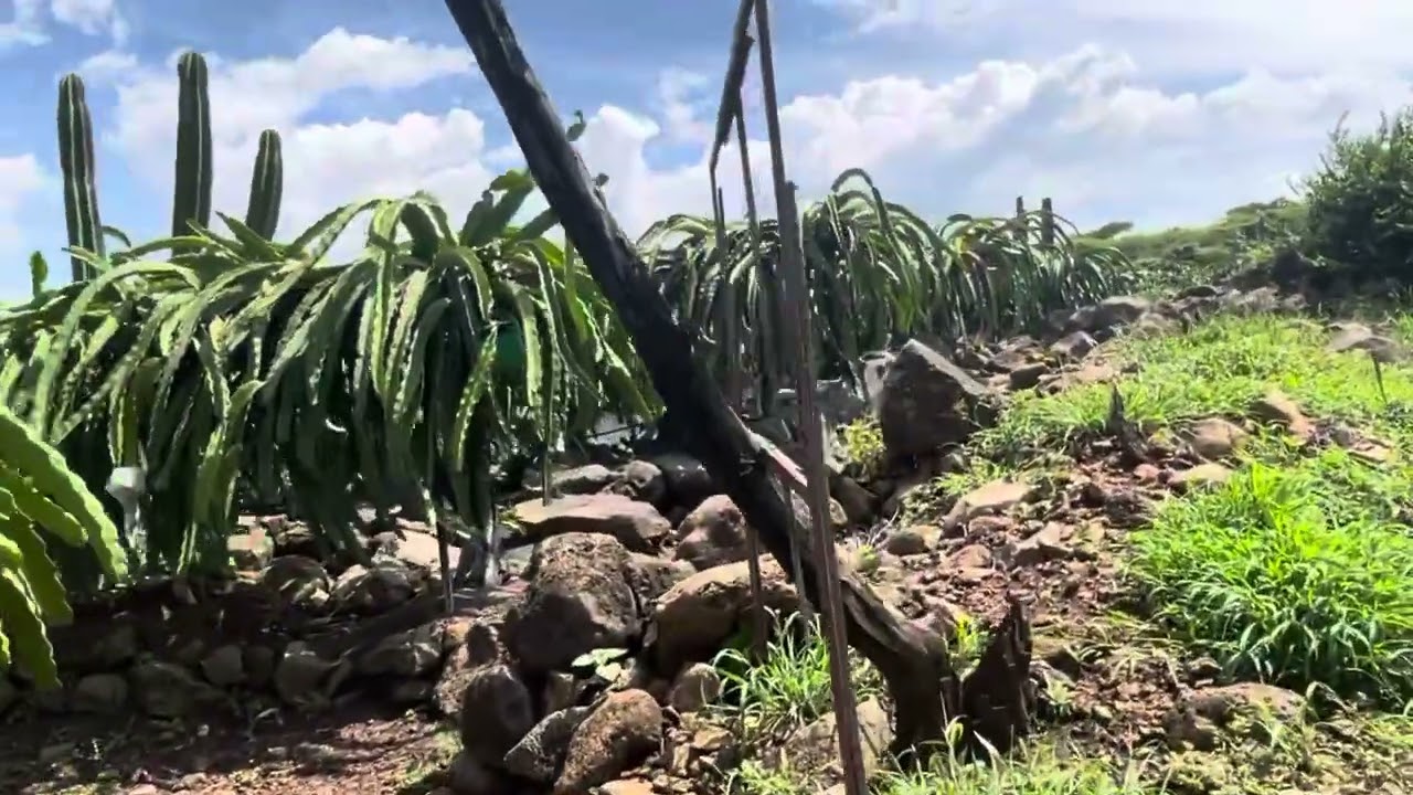 Huerta la Escondida  de Pitahayas Ocurio Yuriria  Gto 