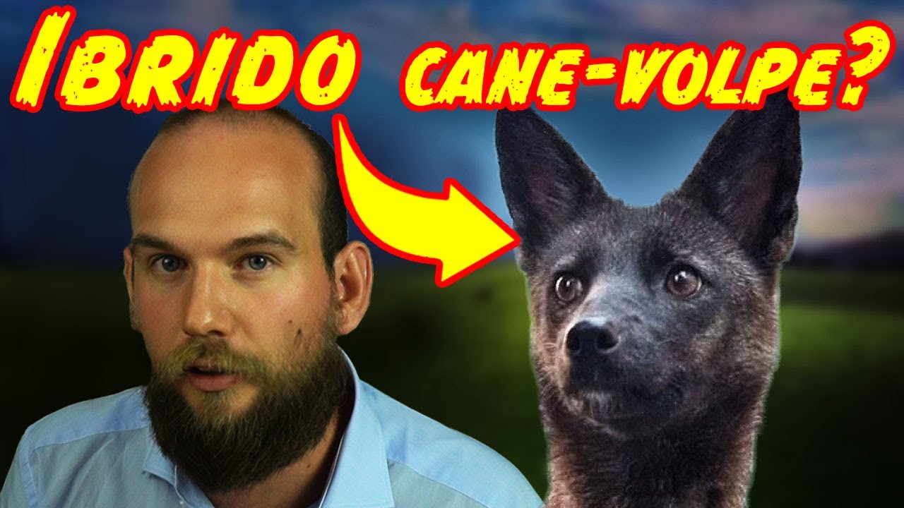 Ma è vera la storia dell'Ibrido Cane-Volpe?