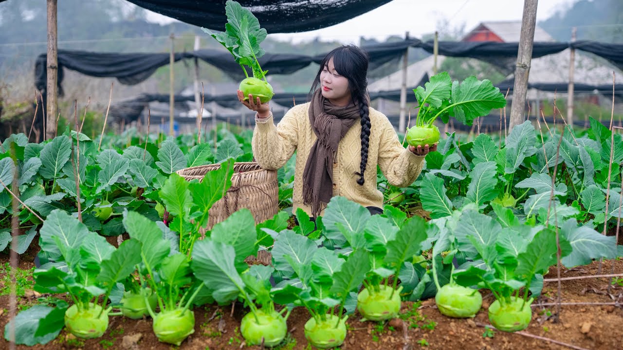 Harvesting kohlrabi for sale, Planting new vegetables in the garden, Harvesting peanuts