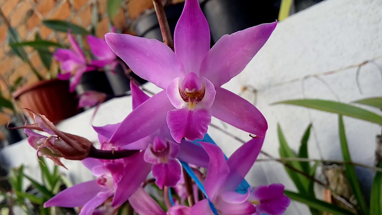 Laelias y otras orquídeas de otoño